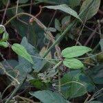 Image result for Ipomoea involucrata