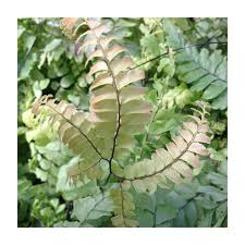 Image result for Adiantum hispidulum