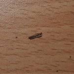 Teppichkäfer larven im bett was tun bei larven im bett tiere insekten käfer habe larve im bett aber welche umfrage abstimmung speckkäfer larven im schlafzimmer ungeziefer speckkäfer larven im. Larven Oder Wurmer Im Bett Und Bettkasten Hausgarten Net