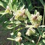 Image result for Eriosema psoraleoides