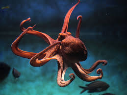 العلماء يثبتون أن الأخطبوط هو كائن فضائي - 13.02.2017, سبوتنيك عربي