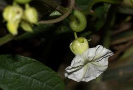 Image result for Lepistemon