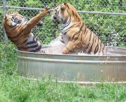 Lily And Sarge The Starts Of Growing Up Tiger On Animal Planet Are Having A Friendly Battle In The Water Animal Planet Animals Big Cats