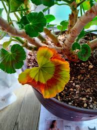 ゼラニウムの葉が黄色くなり、枯れていきます。どうしたら良い...｜園芸相談Q＆A｜みんなの趣味の園芸