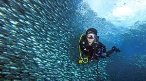49+ info terbaru gambar pemandangan bawah laut raja ampat. Susah Payah Menembus Surga Bawah Laut Raja Ampat Di Papua Halaman 5 Tribunnews Com Mobile