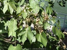 Image result for Firmiana