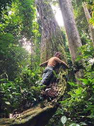 Image result for Ancylobothrys robusta