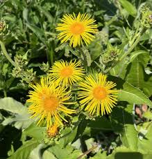 Image result for Inula