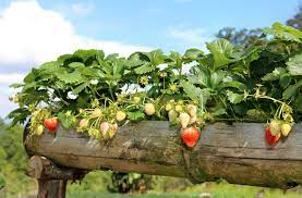 How to plant strawberry plants in a garden. How To Grow Strawberries Thompson Morgan