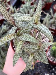 Image result for Ledebouria Unidentified sp. no1.
