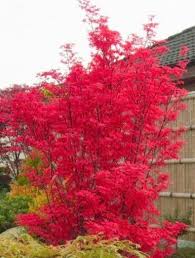 Facherahorn Skeeter S Broom Acer Palmatum Skeeter S Broom Baumschule Horstmann Straucher Garten Baume Garten Bepflanzung