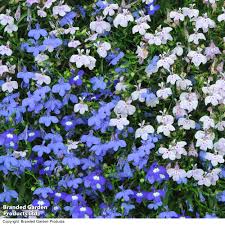 Image result for Lobelia pteropoda