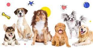120 Pawesome Dog Names That Stand Out From The Pack Pumpkin