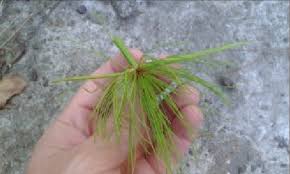 Image result for Cyperus prolifer
