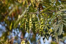 Allow pods to dry on plant; Green Seed Pods Hang From A Mimosa Tree Branch Tree Seeds Mimosa Tree Seed Pods