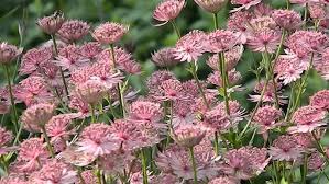 Image result for Astrantia major `Roma`