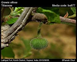Image result for Grewia villosa