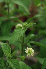 Image result for Lippia somalensis