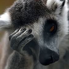 Pin By Alzeer Ahmed Abbasi On Art Cute Animals Animals Animals Beautiful