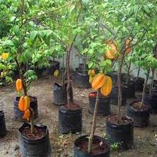 Selain dapat ditanam di dalam pot, belimbing wuluh biasanya dibudidayakan di pekarangan rumah atau halaman rumah. Bibit Pohon Buah Belimbing Madu Jumbo Super Cepat Berbuah Bisa Tanam Di Pot Tabulampot Planterbag Shopee Indonesia