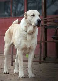 The Kangal Shepherd Dog Is A Breed Of Large Livestock Guardian Dog In Sivas Historically The Anatolian Shepherd Was Treated A Alabai Dog Kangal Dog Asian Dogs
