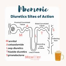 Image result for Loop Diuretic