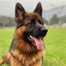 Maybe you would like to learn more about one of these? Mi Piace 1 031 Commenti 16 German Shepherd Dog Gsd Gsdstagram Su Instagram G German Shepherd Dogs German Shepherd Photos German Shepherd Pictures