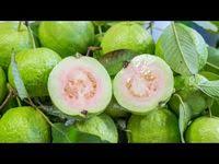 Le Pouvoir Des Feuilles De Goyave Incroyable Decouverte Youtube Guava Leaves Guava Benefits Skin Allergies