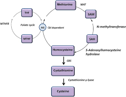 Amino Acids Profiling For The Diagnosis Of Metabolic