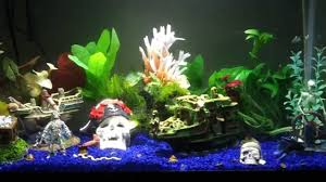 Pirate Aquarium Aquarium Fish Tank Themes Aquarium Fish Tank