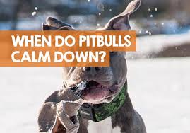German shepherds are most energetic for the first two to three years. When Do Pitbull Puppies Calm Down Answer Neutering
