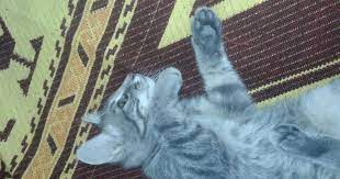 kedi ayak incinmesi nasil anlasilir kedi hayvanlari blog