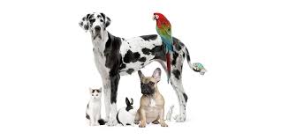 Hang strips away from open windows and doors where excessive ventilation may reduce efficiency. How To Make Your Home Pet Friendly This Old House