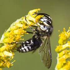 Like sweat bees in other bee families, species in this group are attracted to salty sweat. Profile Bees Wasps Baldfaced Hornets