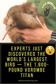 Birds That Start With U In Spanish Experts Just Discovered The World S Largest Bird The 1 800 Pound Vorombe Titan Majestic Animals Bird Animal Society