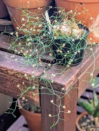 Image result for Schizobasis intricata