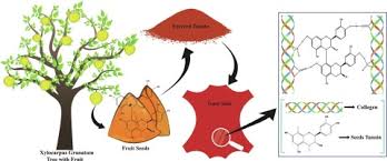 Image result for Tessmannia burttii