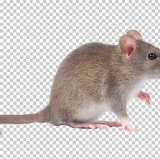 Pests, such as ants, cockroaches and rats, can bring germs and diseases to your greater sacramento household and requires the work of the best exterminator always remember, for the best elk grove, citrus heights and sacramento exterminators, for rat control, ant control, and all other pest control. Rodent Mouse Rat Pest Control Cockroach Png Clipart Animals Asthma Bank Vole Bed Bug Cockroach Free