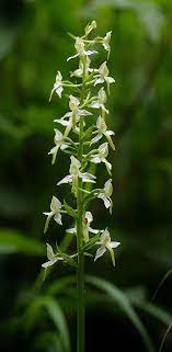 The Lesser Butterfly Orchid Platanthera Bifolia Orchids Wild Orchid Orchid Flower