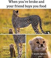 The Best Cheetah Memes Memedroid Make friendship ended memes or upload your own images to make custom memes. the best cheetah memes memedroid