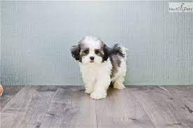 Jake Havanese Puppy For Sale Near Columbus Ohio Bf02d880 D4b1 Havanese Puppies For Sale Puppies Havanese Puppies