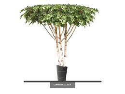 Plus, it's an elegant source of shade, with unique peeling bark that stands out in your landscape. White Paper Birch Ceiling Tree Faux Indoor Tree Commercial Silk