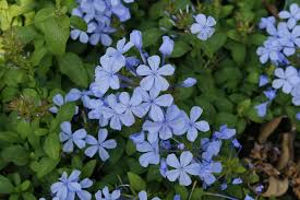 South africa has a fabulous array of indigenous flowers that enhances the country's natural beauty and diversity. Plumbago Auriculata Wikipedia