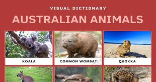 Australian Animals List Of Cute Australian Animals With Pictures 7esl
