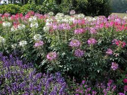 Deer resistant flowering shrubs zone 6. Deer Resistant Annuals Hgtv