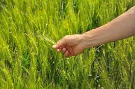 Maladie respiratoire maladie respiratoire en 6 lettres. Que Nous Promettent Donc Les Plantes De Ble