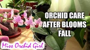 How To Care For Orchids After Blooms Fall Youtube