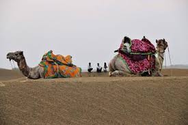 The name jaisalmer is an addiction in itself. Camel Safari Half Day Tour In Jaisalmer 2021