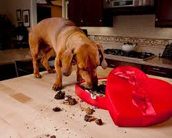 Chien Qui A Mange Du Chocolat Symptomes Et Mesures A Prendre