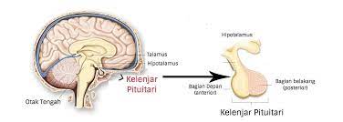 Mengapa kelenjar hipofisis/pituitari disebut master of gland? Kelenjar Pituitari Fungsi Dan Lokasinya Di Dalam Tubuh